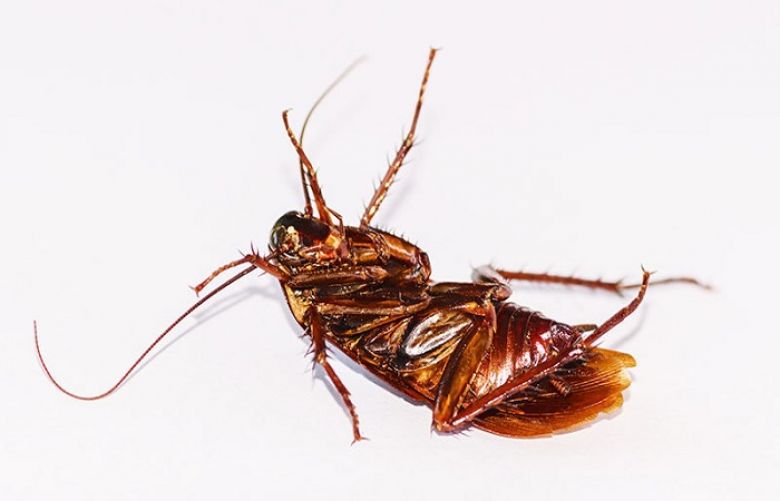 5 WAYS TO KEEP COCKROACHES OUT OF YOUR HOME