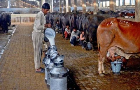 Govt working on laws to revive dairy sector
