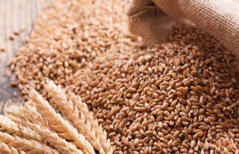 گندم کے قرض میں اضافے کی ایک اور اہم وجہ کا پتہ چلا