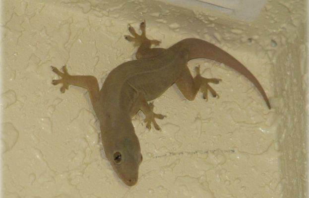 گھر سے چھپکلیاں بھگانے کے مؤثر گھریلو ٹوٹکے