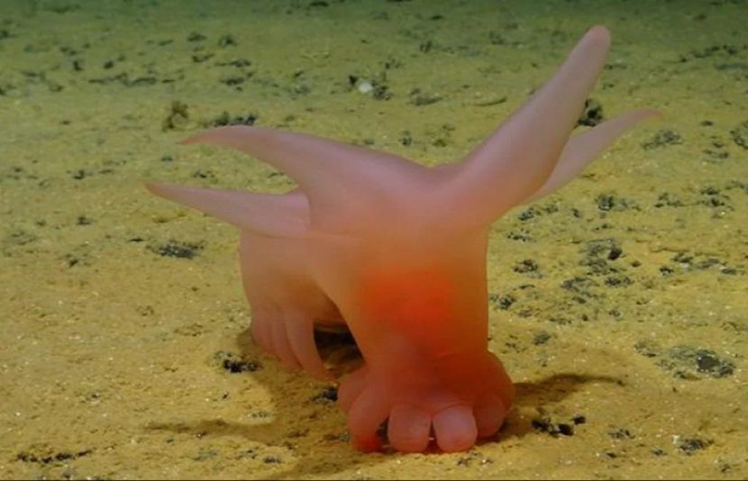 بحر الکاہل کے اندر موجود یہ گہرا ترین خطہ میکسیکو اور ہوائی کے درمیان واقع ہے