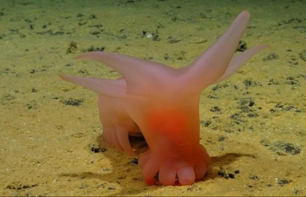 بحر الکاہل کے اندر موجود یہ گہرا ترین خطہ میکسیکو اور ہوائی کے درمیان واقع ہے