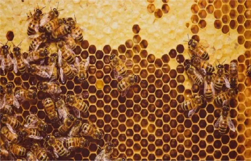 کیا شہد کی مکھیاں دنیا سے ختم ہونے والی ہیں؟ سائنسی تحقیق