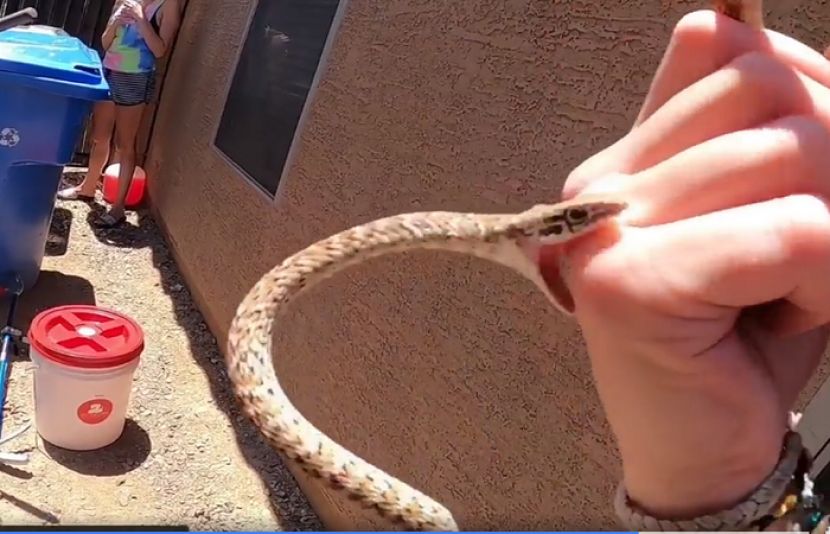 سانپ سے بچاو