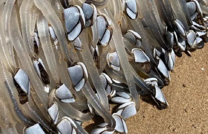 آسٹریلیا کے ساحل پر عجیب و غیر آبی مخلوق نے دیکھنے والوں کو حیرت میں مبتلا کر دیا