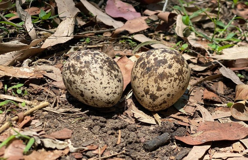 بارش کی بلکل صحیح پیشنگوئی کرنے والا انڈہ