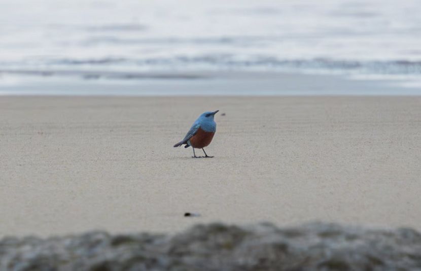 نیلے رنگ کے نایاب راک تھرش