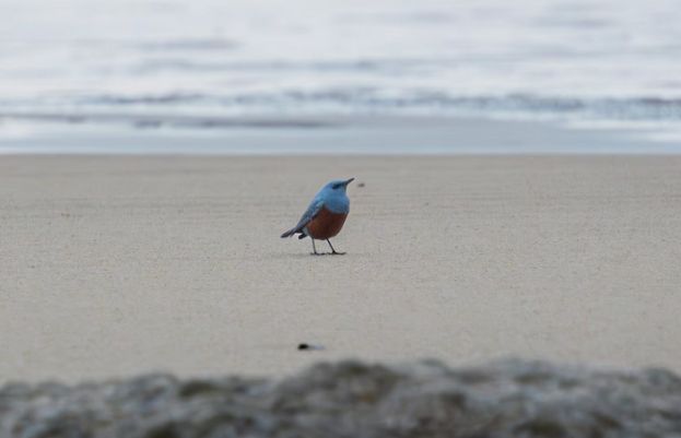 نیلے رنگ کے نایاب راک تھرش