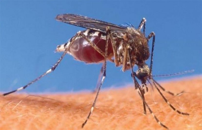 مون سون میں مچھروں سے خود کو کیسے بچایا جائے؟