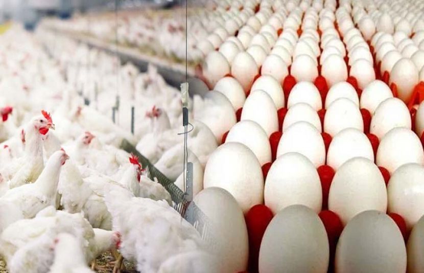 ملک بھر میں مرغی کی قیمتوں میں اضافہ ہو گیا۔