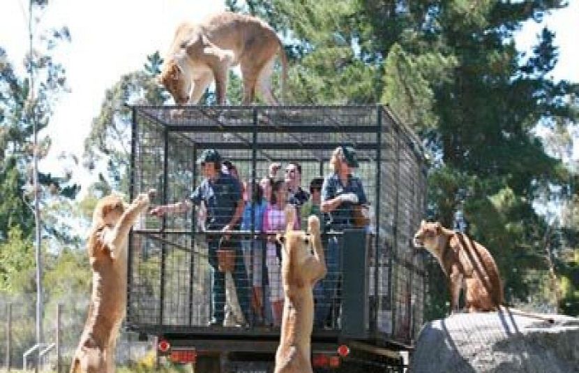 انوکھا چڑیا گھر جہاں انسان پنجرے میں اور جانور آزاد گھومتے ہیں