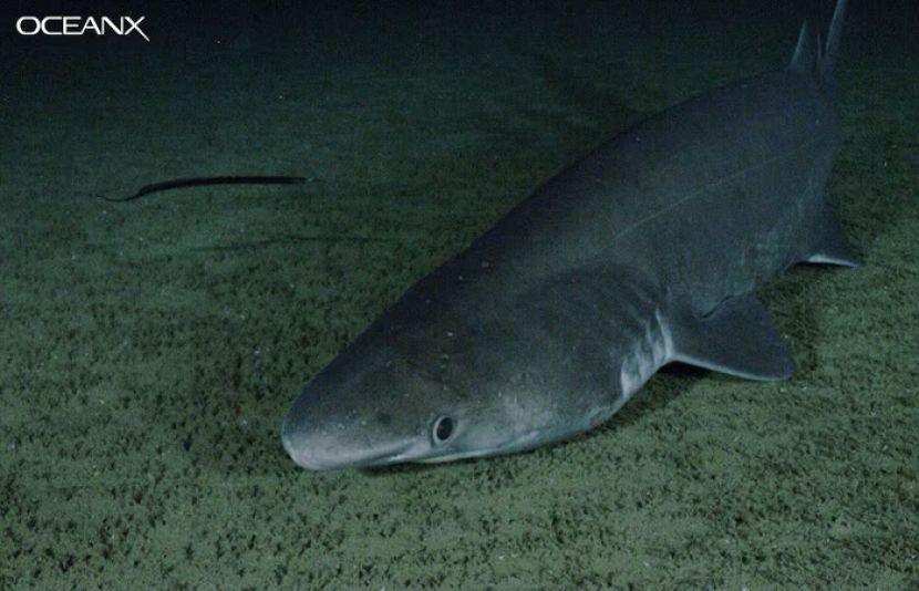 سمندر کی گہرائی سے انسانی آنکھ والی مخلوق دریافت