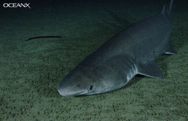 سمندر کی گہرائی سے انسانی آنکھ والی مخلوق دریافت