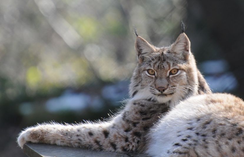 ہمالیائی جنگلی لینکز