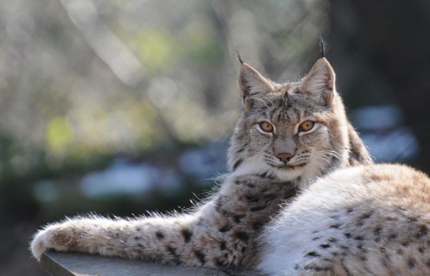 ہمالیائی جنگلی لینکز