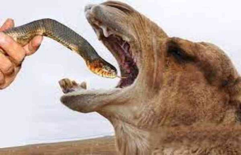 اونٹوں کو سانپ کھلانے کی وجہ جان کر حیران رہ جائیں گے