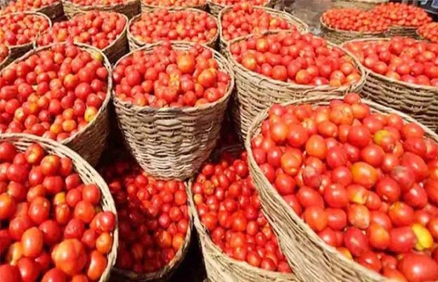 حکمہ پرائس کنٹرول نے ٹماٹر کی قیمتوں میں اضافے کی وجہ سپلائی میں رکاوٹ کو قرار دیا ہے