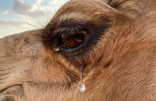 اونٹ کے آنسو