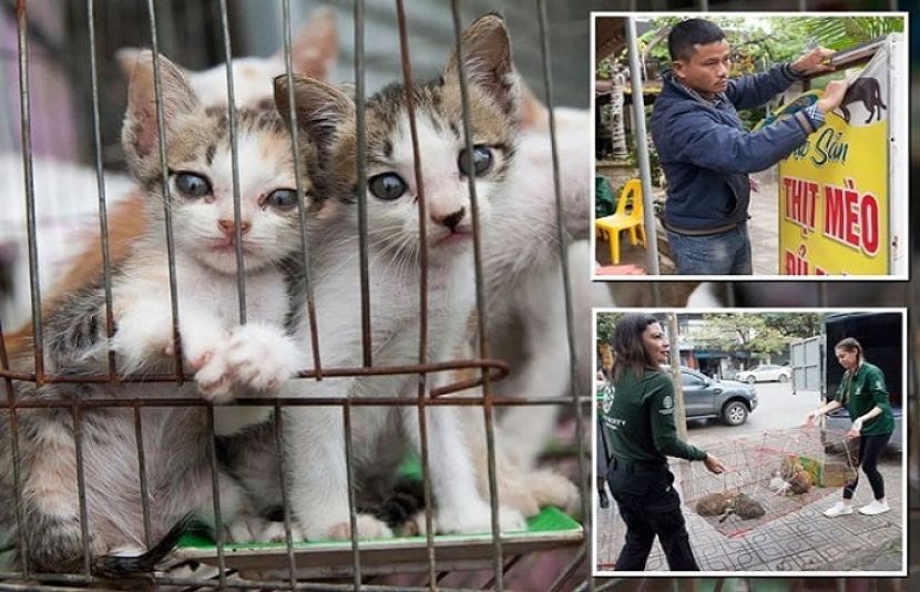 بلیوں کے گوشت سے سوپ بنا کر بیچنے والا ریسٹورنٹ سیل کر دیا گیا