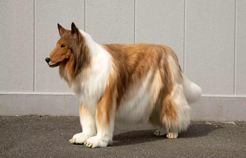 جاپانی شخص لاکھوں ین خرچ کرنے کے باوجود بھی کتوں کی مختلف کھیلوں کی سرگرمیوں پر مشتمل ٹیسٹ میں ناکام ہو گیا۔