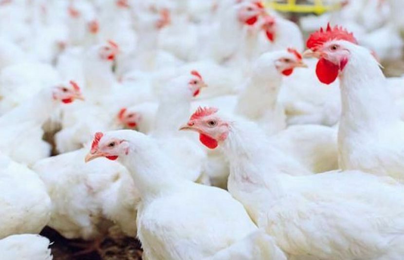 کراچی میں مرغی کا گوشت 660 روپے فی کلو اور زندہ مرغی 440 روپے فی کلو تک پہنچ گئی ہے