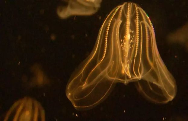 اپنی عمر کم کرنے کی حیرت انگیز صلاحیتوں سے لیس جیلی فِش کی شناخت