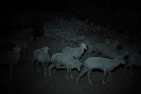 بیمار بھیڑوں کی درآمد، پورٹ اینڈ شپنگ کا ذمہ داری لینے سے انکار