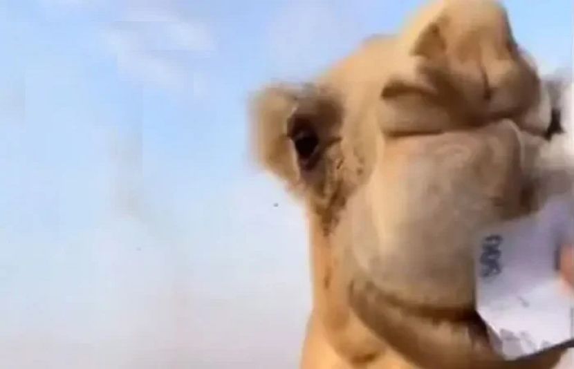 اونٹ کو 500 ريال کا نوٹ کھلانے والا سعودی شہری گرفتار