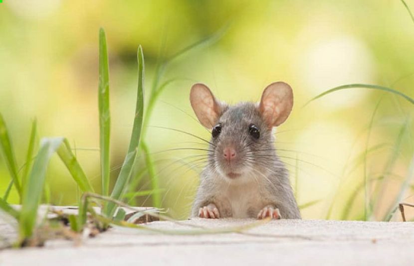 شہری مردہ چوہا کھانے کے بعد اسپتال منتقل