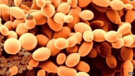 مصنوعی طریقے سے خمیر کی تیاری