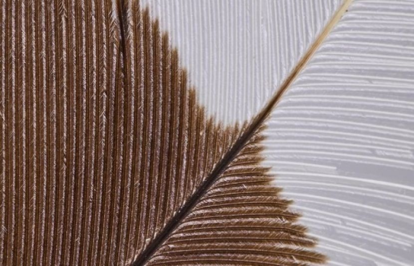 نیوزی لینڈ کے ہویا نامی پرندے کے اس پر نے دنیا کے سب سے مہنگے پر کا اعزاز اپنے نام کرلیا ہے