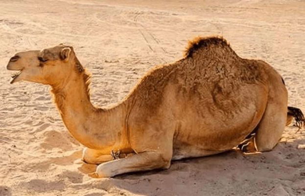 سکھر میں وڈیرے کے ظلم سے اونٹنی شدید زخمی ہو گئی