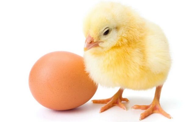 پہلے مرغی آئی یا انڈہ؟ جواب مل گیا