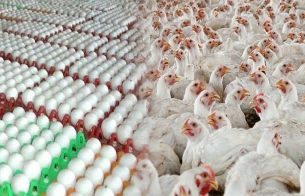 صارفین کے لیے خوشخبری، برائلر گوشت کی قیمت میں کمی کا سلسلہ برقرار ہے