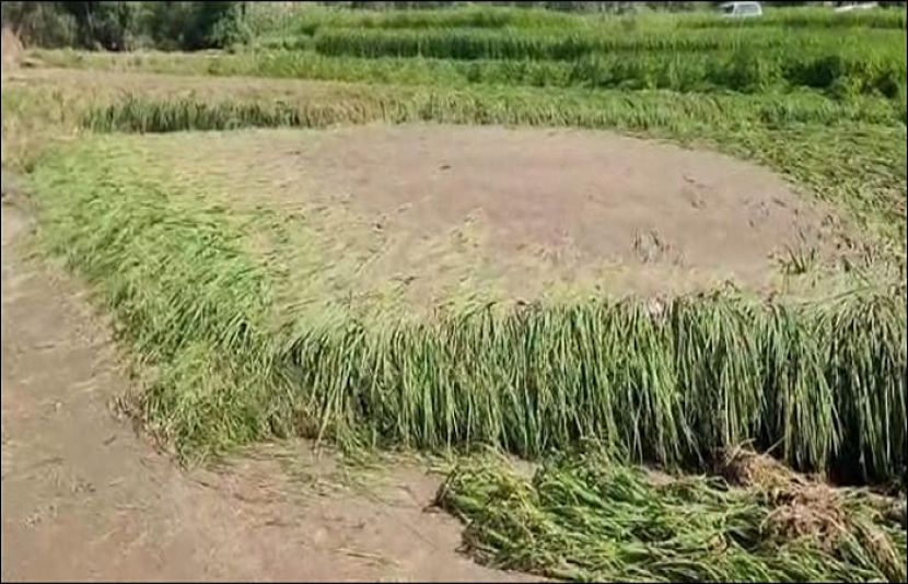 مکئی کی فصل کو شدید نقصان