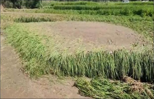 مکئی کی فصل کو شدید نقصان