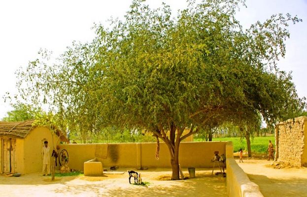 شجر بے سایہ