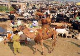 کراچی : مویشی منڈیوں میں قیمتیں زائد ہونے کے باعث خریداری میں تیزی نہ آسکی