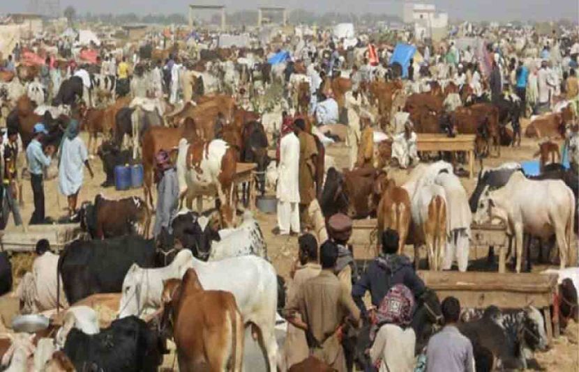 عیدالاضحیٰ پر پنجاب میں 11لاکھ سے زائد جانورفروخت ہوئے، محکمہ بلدیات