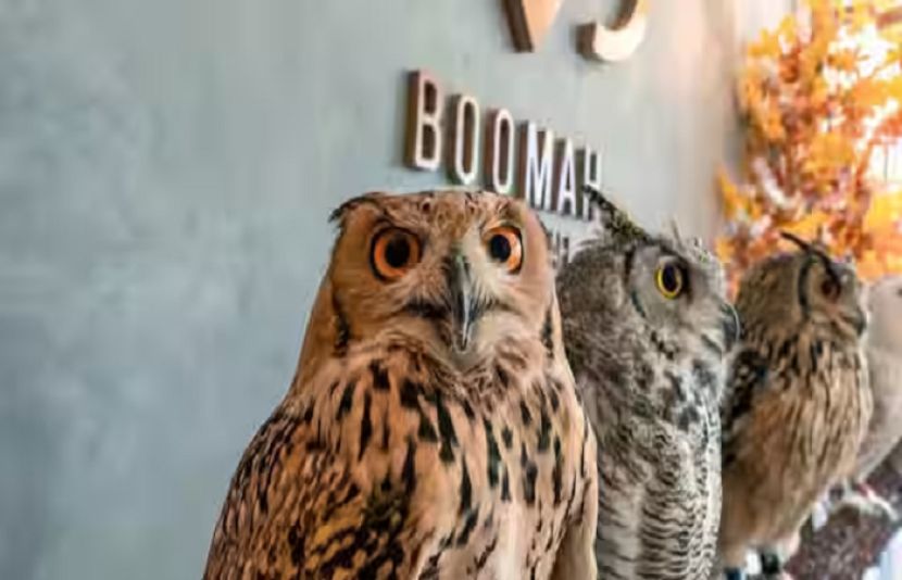 متحدہ عرب امارات میں پہلا الّوؤں کا کیفے کھل گیا