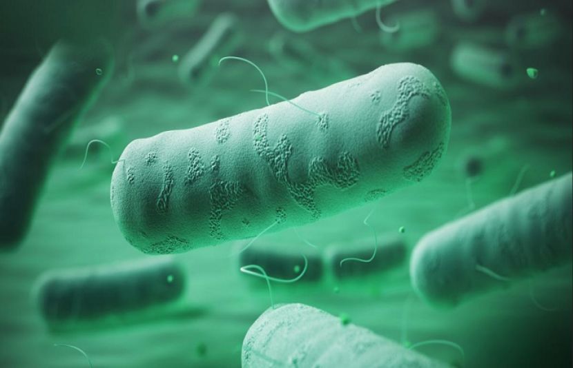 جاپان کے شہر اوساکا میں ورلڈ ایکسپو کے منتظمین نے کہا ہے کہ بیکٹیریا کی بلند سطح نےروزانہ ہونے والےواٹر شوز اور کھیلنے کے کم گہرے پانی کے تالاب کے استعمال کو معطل کرنے پر مجبور کر دیا۔