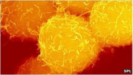 سٹیم سیل کے اہم تجربے کا آغاز