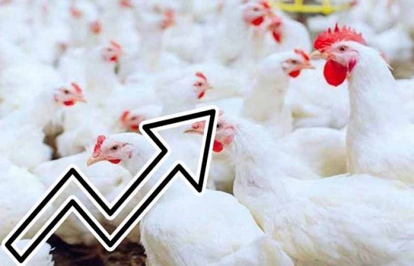 انڈوں اور چکن کی قیمتوں میں روزانہ اضافہ جاری ہے