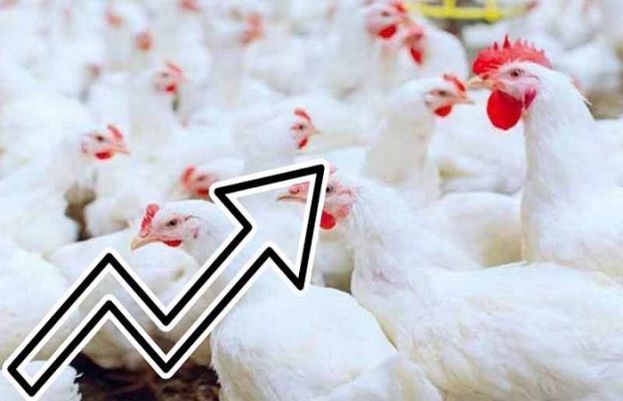 انڈوں اور چکن کی قیمتوں میں روزانہ اضافہ جاری ہے