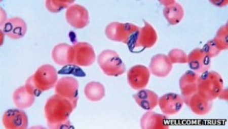 کمبوڈیا میں پائے جانے والے جرثومے