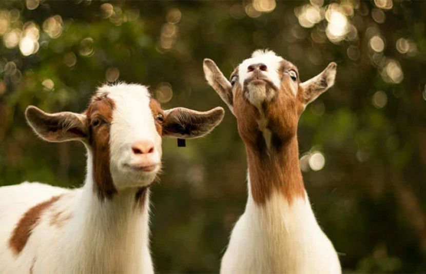 ویران جزیرے پر200 سال سے بناء پانی کے زندہ رہنے والی بکریاں