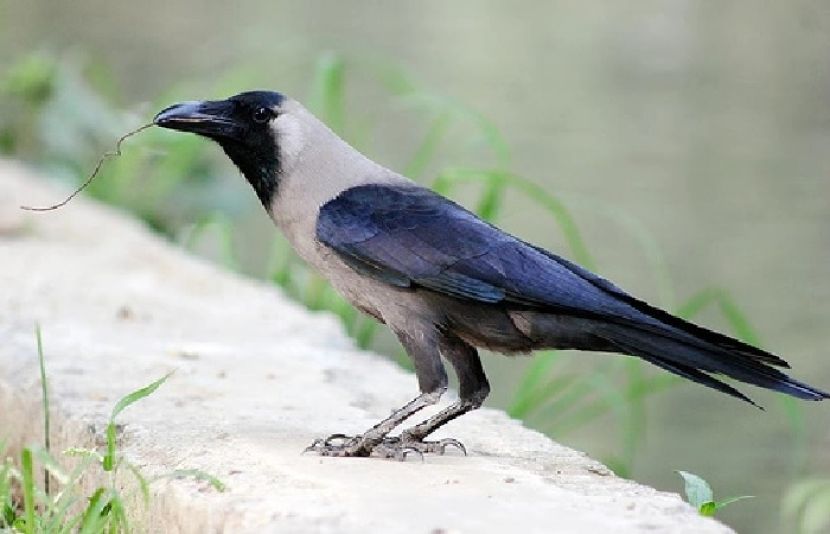 ایک نئی تحقیق سے یہ بات سامنے آئی ہے کہ کوّے 4 تک کی گنتی باقاعدہ گن سکتے ہیں