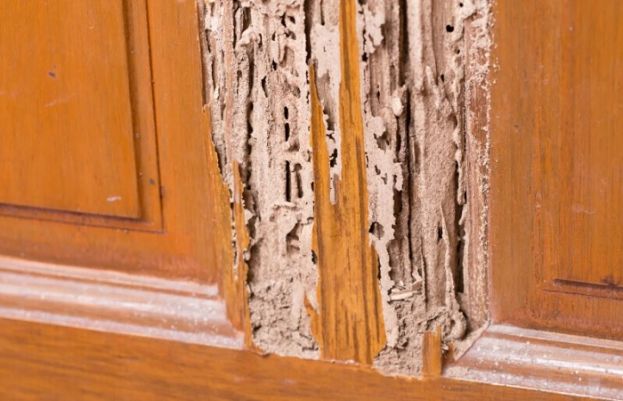 دیمک یا ٹرمائٹس تاریک اور نم ماحول میں زیادہ پروان چڑھتے ہیں، اس لیے فرنیچر کی حفاظت کے لیے مناسب احتیاطی تدابیر اختیار کرنا ضروری ہے