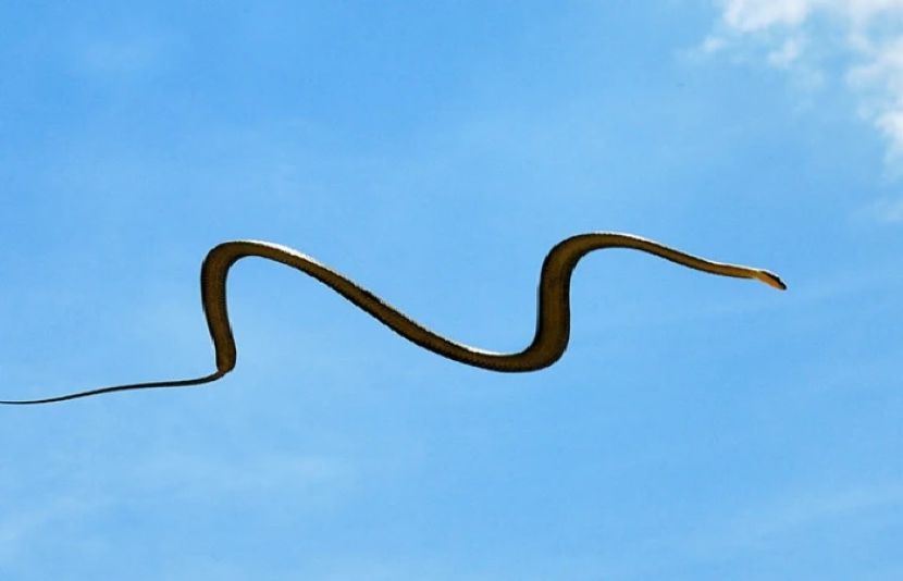 پیراڈائز سانپ سانپوں کی ایک نسل ہے جو درخوتوں سے چھلانگ لگا کر اُڑنے کیلئے جانا جاتا ہے