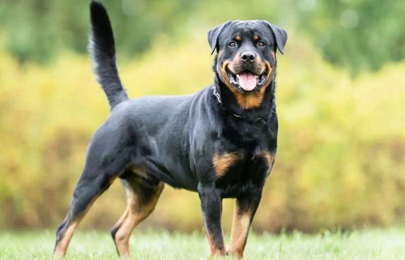 کتے کے کاٹنے کے کیسز